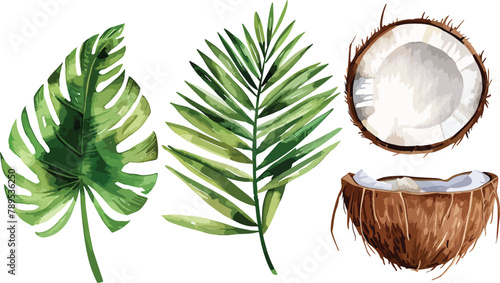 A set of watercolor coconut and palm leaves vector illustrations. Collection of isolates for labels, prints, banners. Watercolor illustration on white background. Summer fruit painting illustration