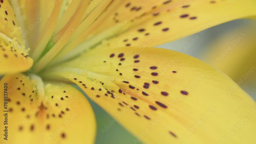 vibrant yellow lily flowers blooming in garden. macro 4k footage vibrant yellow lily flowers blooming in garden. macro 4k footage