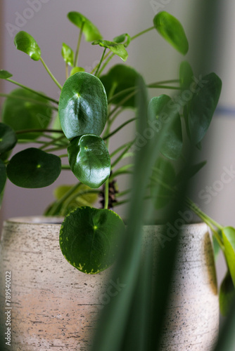 Houseplant, a pancake plant, pilea photo