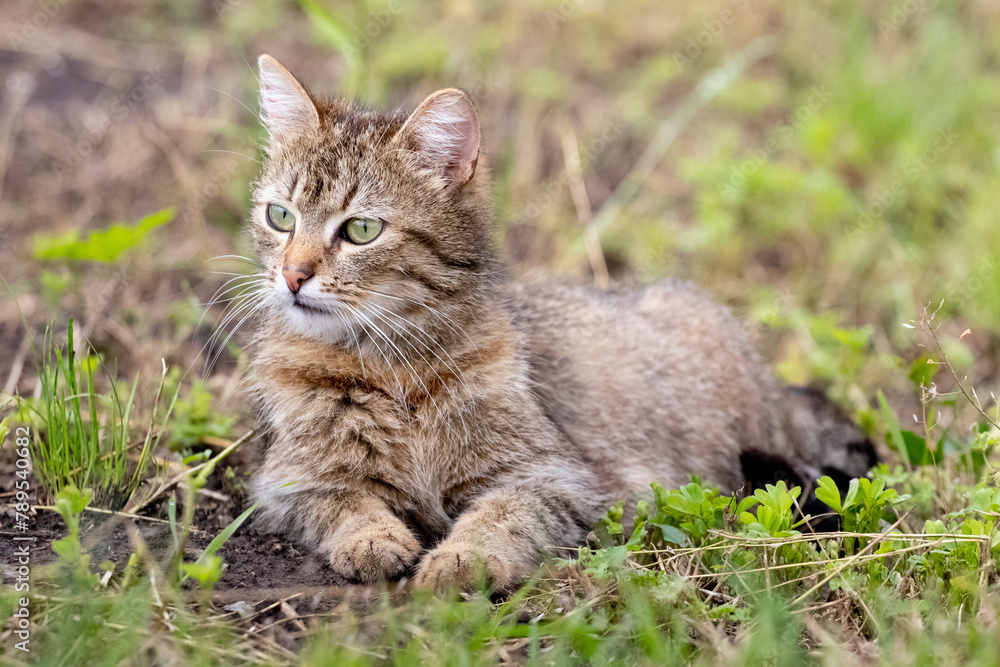 The brown striped cat peacefully lies in the garden on the grass The brown striped cat peacefully lies in the garden on the grass