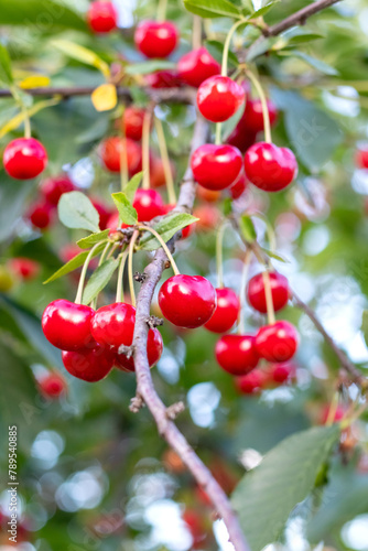 Cherry branch with red berries, abundant harvest of cherries