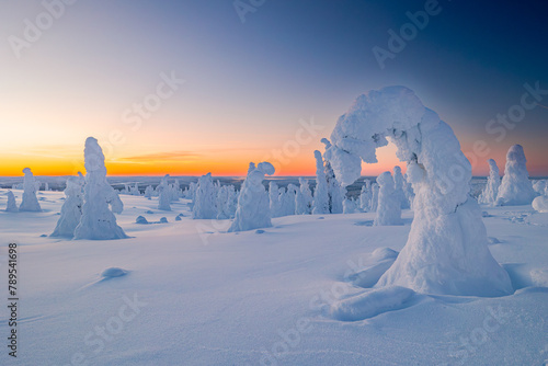 winter landscape with snow