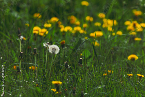 dandelions in the meadow
