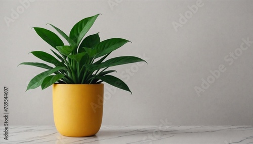 houseplant in a decorative yellow pot on neutral background photo