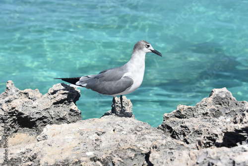 Gull Standing on Coral Rock Ledge by the Ocean