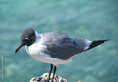 Laughing Gull Standing on a Rock by the Ocean