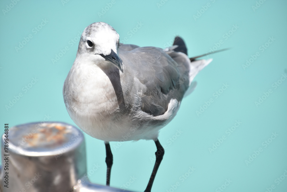 Posing Laughing Gull by the Ocean Waters - obrazy, fototapety, plakaty 