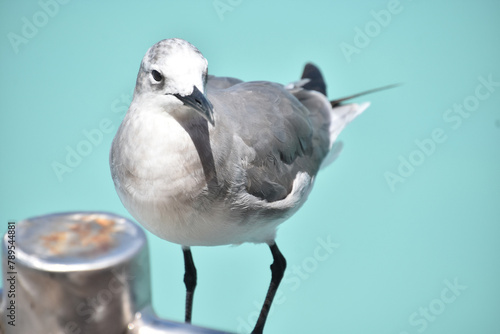 Posing Laughing Gull by the Ocean Waters