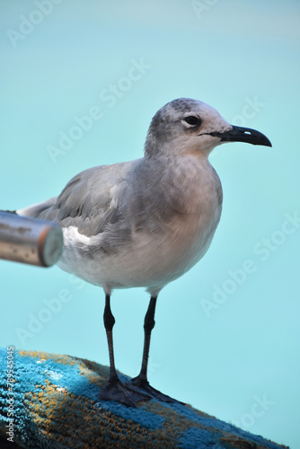 Laughing Gull Standing on a Pier in Aruba
