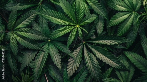 Drug legalization background - Closeup of marijuana leaves, cannabis plants, top view photo