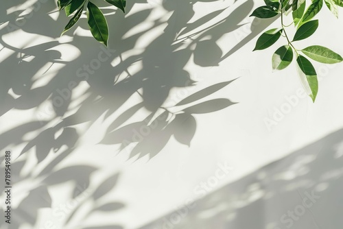 minimal abstract background with soft leaf shadows on white wall photo