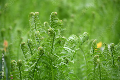 Ferns growing in nature, fiddlehead fern tips aka fiddleheads greens are edible