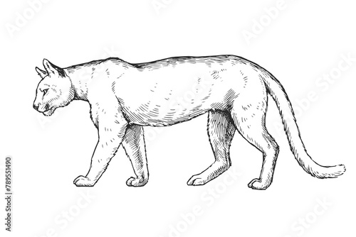 Vector hand-drawn illustration of cougar in engraving style. Sketch of wild American animal isolated on white.