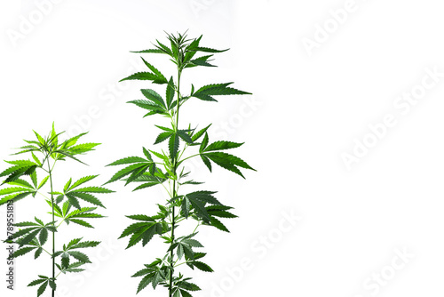 Marijuana plant isolated on the white background. Selective focus.