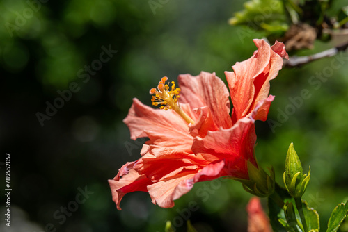 Close up of a double peach Hibiscus flower common names China Rose, Shoeblack Plant or Rose Mallow in a garden in Israel.
