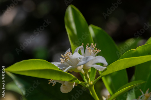 Close up of Orange blossoms and leaves on a Spring day in Israel.
