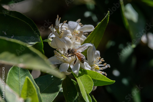 Honey bee on Orange blossom on a Spring day in Israel.
