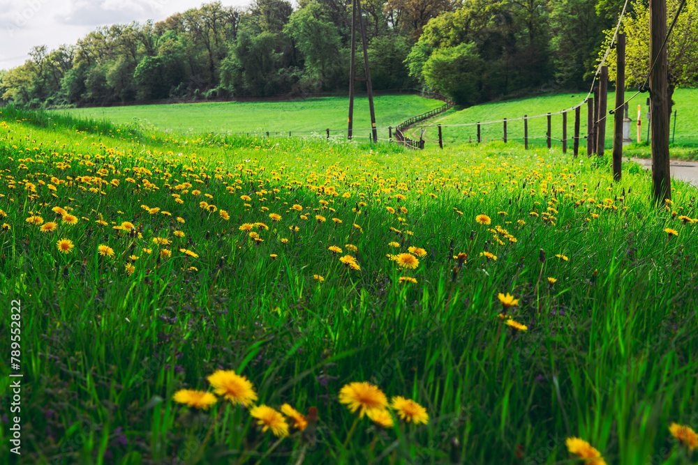 Obraz premium field of dandelions