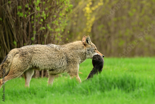 Urban wildlife a photograph of a coyote walking across a vacant lot with a black squirrel carried in its mouth