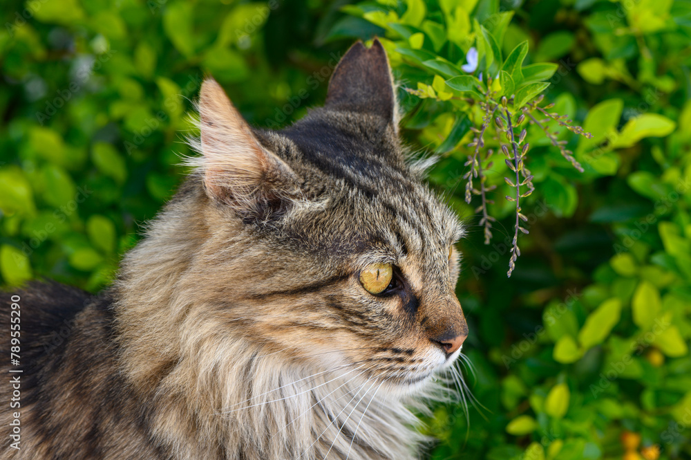 portrait of a serious cat similar to a Maine Coon against a background of green leaves 1