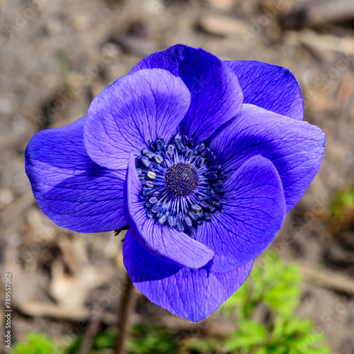 Windflowers Anemone is a genus of flowering plants in the buttercup family Ranunculaceae photo