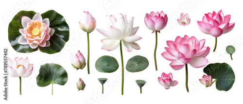 Set of buds, flowers, leaves and lotus flowers isolated on transparent background. cut flower elements, garden themed designs. Top view high quality PNG.