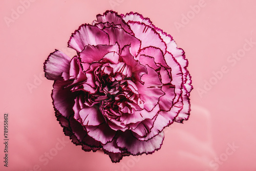 Pink carnation photo
