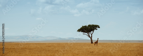 The Mara Giraffe photo