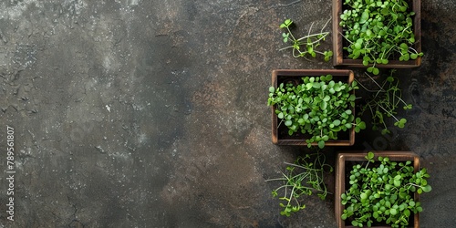 Microgreens grow in wooden boxes. Top view background with copy space. Growing fresh organic greens at home. Healthy food, health care. Rustic natural background