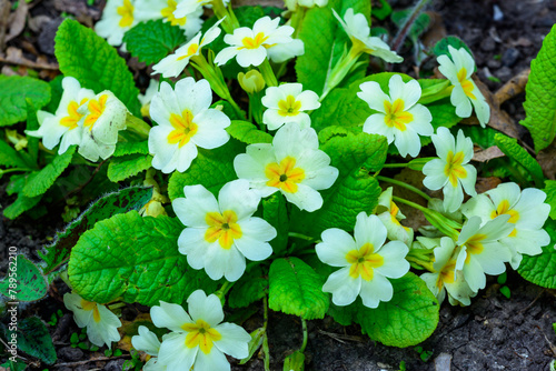Primula vulgaris - herbaceous primrose plant blooming in spring in a botanical garden, Odessa photo