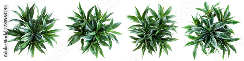 houseplant greenery top view isolated on white or transparent background png cutout clipping path