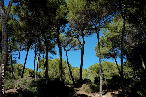 Pinienwald auf Mallorca