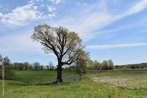 Clouds and Blue Sky Over a Tree in a Field