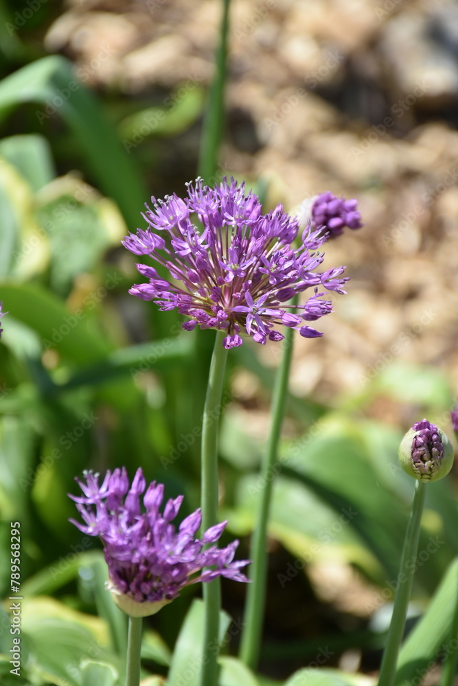Obraz premium Purple Allium Flower