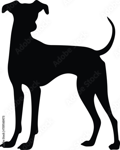 Italian Greyhound silhouette