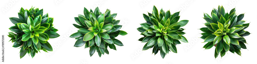 succulent houseplant top view isolated on white or transparent background png cutout clipping path succulent houseplant top view isolated on white or transparent background png cutout clipping path