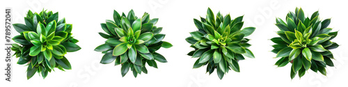 succulent houseplant top view isolated on white or transparent background png cutout clipping path