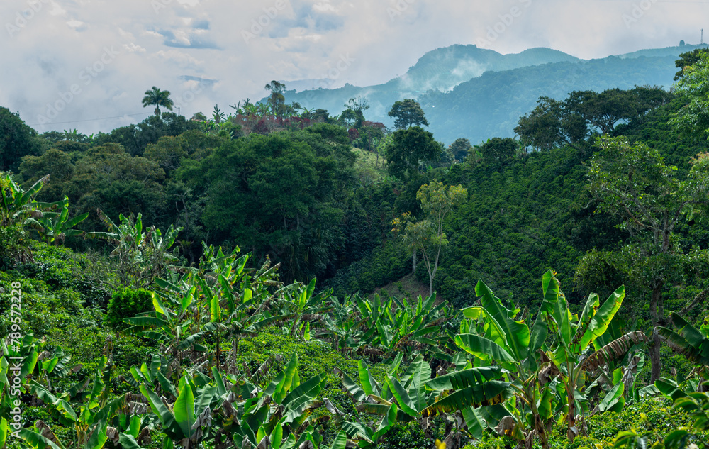 Coffee fields in the rural area of Jerico, Jericó, Antioquia, Colombia. Banana trees.