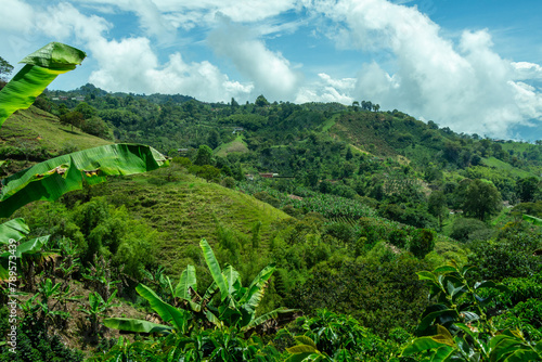 Coffee fields in the rural area of Jerico, Jericó, Antioquia, Colombia. Banana trees. photo