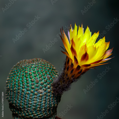 Lobivia famatimensis - cactus blooming with a yellow flower in the spring collection, Ukraine photo