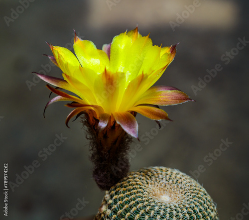 Lobivia famatimensis - cactus blooming with a yellow flower in the spring collection, Ukraine photo