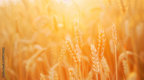 copy space  stockphoto  Closeup of ripe summer grain wheat field  wheat ears. Close-up of wheat plants with ripe grains. Healthy food  environment theme. Agriculture crops. Agriculture theme. Wheat ba