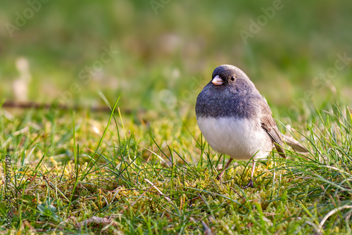 Dark-eyed Junco in grass against a blurred background. Dark-eyed Junco is a an unique sparrow generally patterned with gray, white and shades of tan