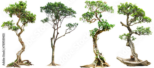 javanese treebine tree isolated on white or transparent background png cutout clipping path