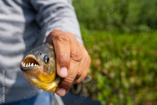 Shot of a piranha 
