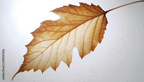 PORTRAIT PHOTO OF LEAF WITH WHITE BAGROUND