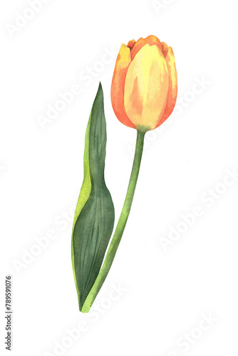 Bright orange tulip. Watercolor illustration, poster.