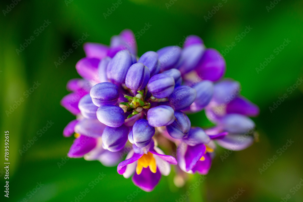 Gengibre azul ou Dichorisandra thyrsiflora. Flor
Gengibre azul ou Dichorisandra thyrsiflora. Flor
