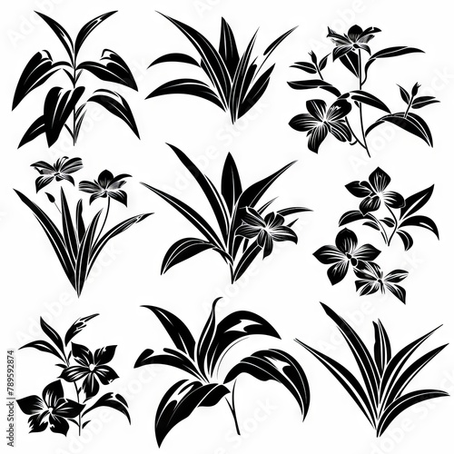 Tradescantia (Tradescantia virginiana), Pot Plant Flat Icon Set, Tradescantia Plant Flat Design © artemstepanov
