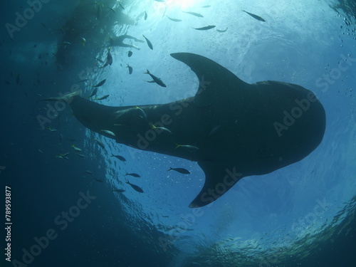whaleshark  underwater oslob philippines  photo